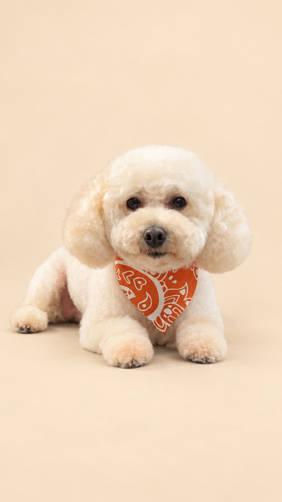 Beau after a fresh haircut by Murphy