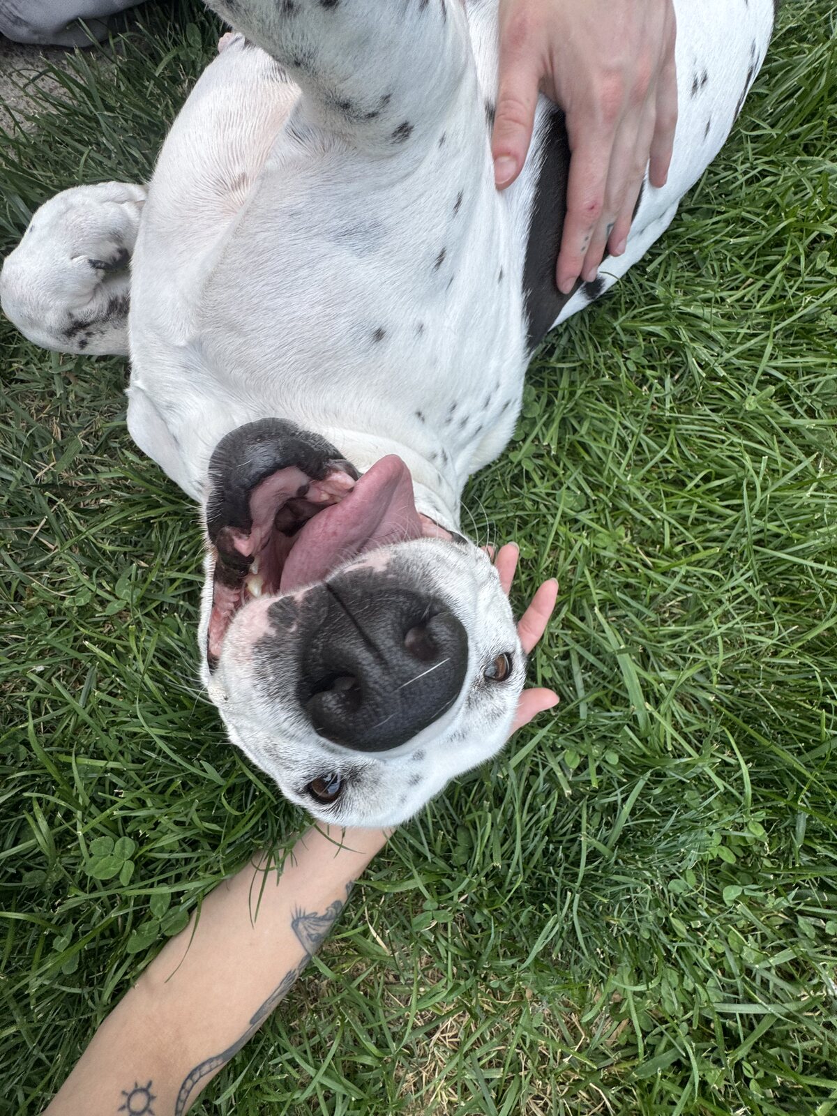 Oreo rolling in the grass while Murphy gives belly rubs