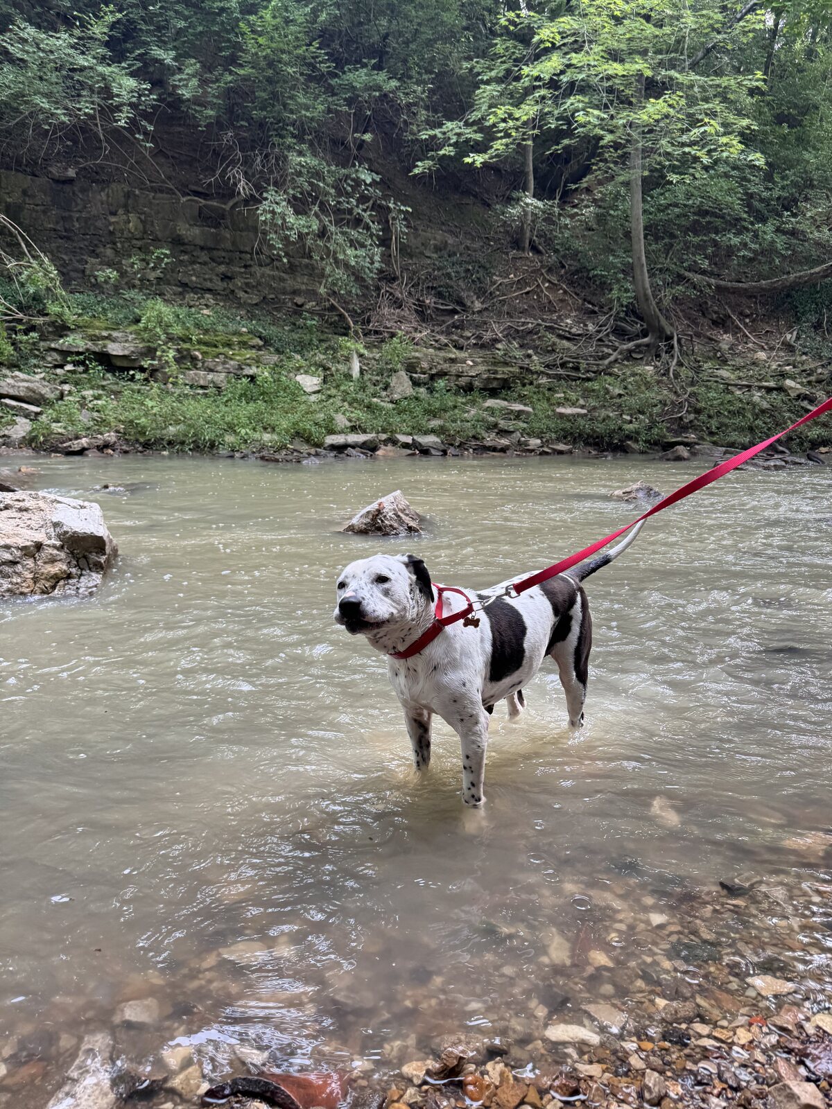 Oreo standing in a creek during a Waggy Daddys outing
