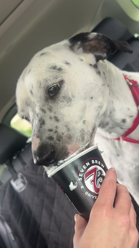 Oreo enjoying a pup cup on a Waggy Taxi outing