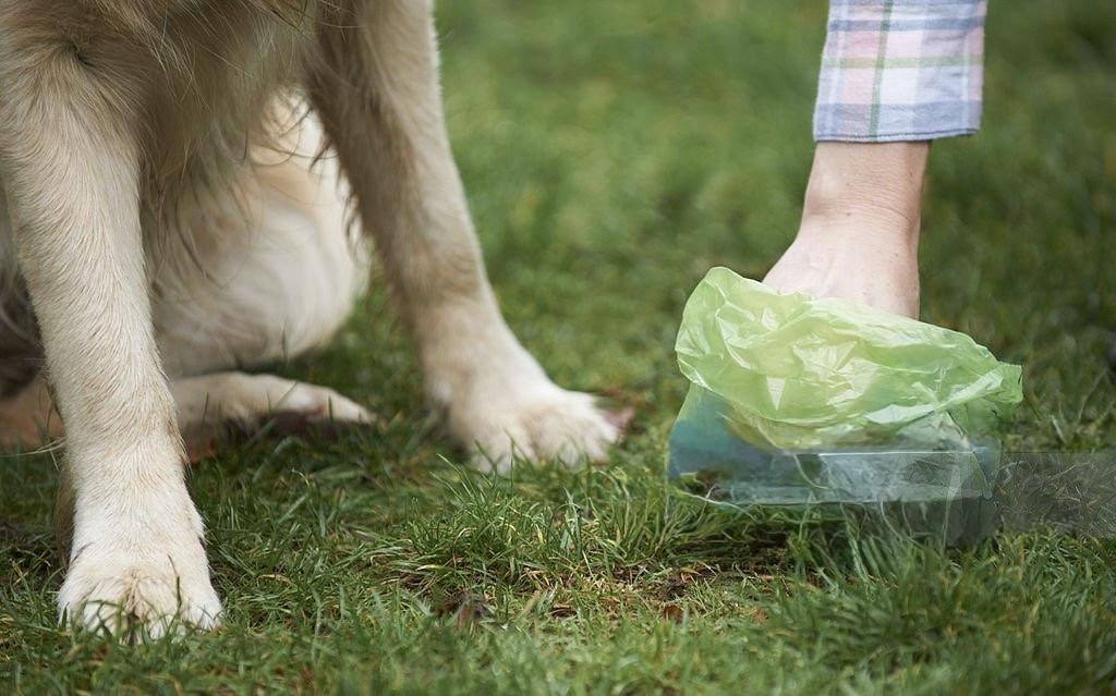 Poop pickup service in progress