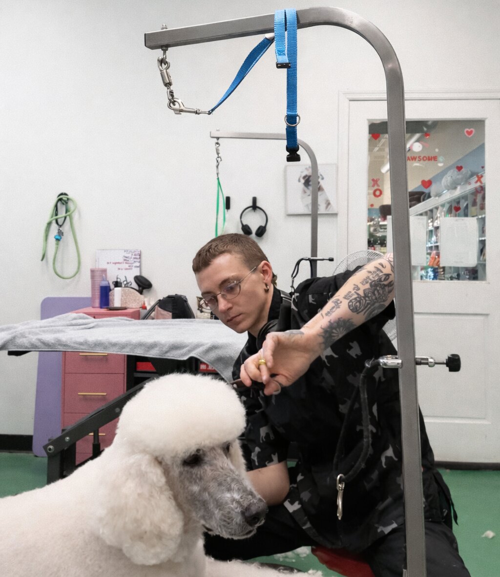 Murphy carefully grooming a Standard Poodle